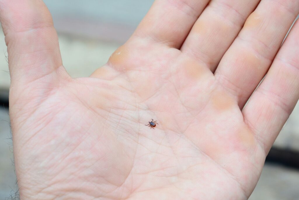 ticks